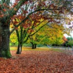 fall_autumn_trees_215050